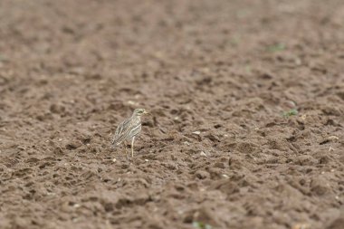 Avrupa taş kıvrımlı Burhinus Oedicnemus bir zeminde koşuyor
