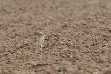 Avrupa taş kıvrımlı Burhinus Oedicnemus bir zeminde koşuyor