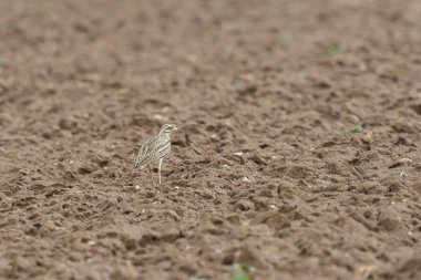 Avrupa taş kıvrımlı Burhinus Oedicnemus bir zeminde koşuyor