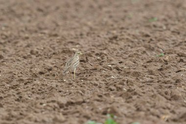 Avrupa taş kıvrımlı Burhinus Oedicnemus bir zeminde koşuyor