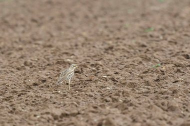 Avrupa taş kıvrımlı Burhinus Oedicnemus bir zeminde koşuyor