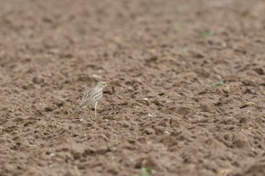 Avrupa taş kıvrımlı Burhinus Oedicnemus bir zeminde koşuyor