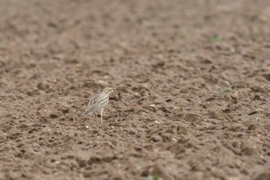 Avrupa taş kıvrımlı Burhinus Oedicnemus bir zeminde koşuyor