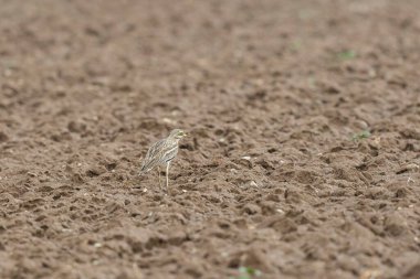 Avrupa taş kıvrımlı Burhinus Oedicnemus bir zeminde koşuyor