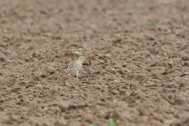 Avrupa taş kıvrımlı Burhinus Oedicnemus bir zeminde koşuyor