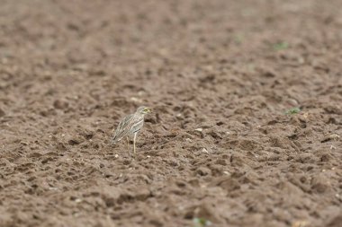 Avrupa taş kıvrımlı Burhinus Oedicnemus bir zeminde koşuyor