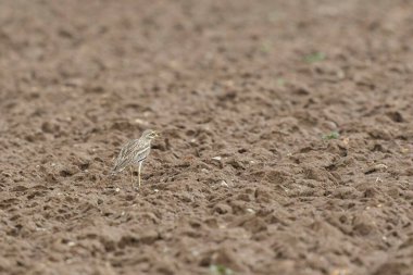 Avrupa taş kıvrımlı Burhinus Oedicnemus bir zeminde koşuyor