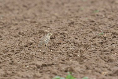 Avrupa taş kıvrımlı Burhinus Oedicnemus bir zeminde koşuyor