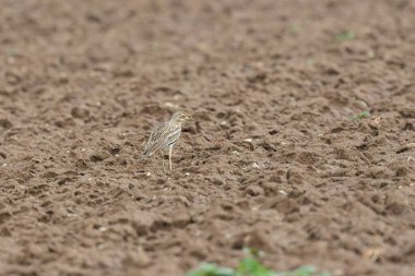 Avrupa taş kıvrımlı Burhinus Oedicnemus bir zeminde koşuyor