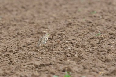 Avrupa taş kıvrımlı Burhinus Oedicnemus bir zeminde koşuyor