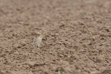 Avrupa taş kıvrımlı Burhinus Oedicnemus bir zeminde koşuyor
