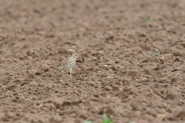 Avrupa taş kıvrımlı Burhinus Oedicnemus bir zeminde koşuyor