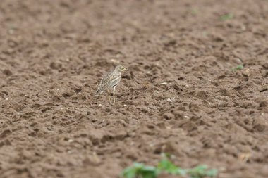 Avrupa taş kıvrımlı Burhinus Oedicnemus bir zeminde koşuyor