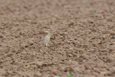 Avrupa taş kıvrımlı Burhinus Oedicnemus bir zeminde koşuyor