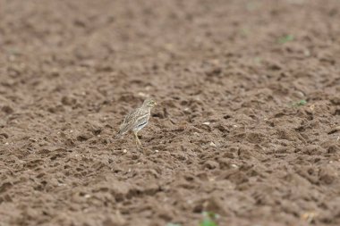 Avrupa taş kıvrımlı Burhinus Oedicnemus bir zeminde koşuyor