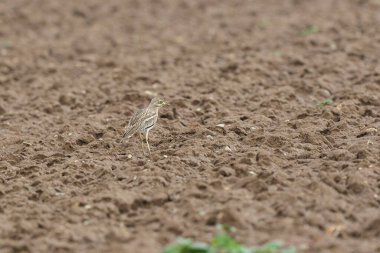 Avrupa taş kıvrımlı Burhinus Oedicnemus bir zeminde koşuyor