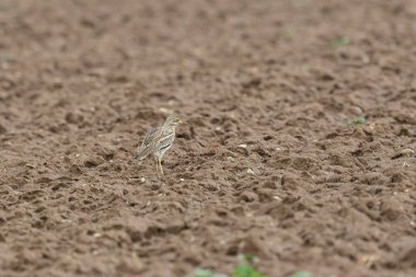 Avrupa taş kıvrımlı Burhinus Oedicnemus bir zeminde koşuyor