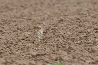 Avrupa taş kıvrımlı Burhinus Oedicnemus bir zeminde koşuyor