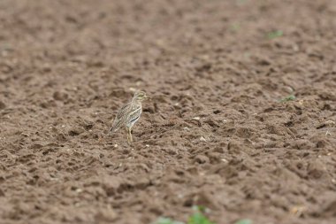 Avrupa taş kıvrımlı Burhinus Oedicnemus bir zeminde koşuyor