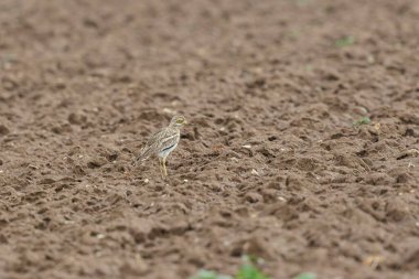 Avrupa taş kıvrımlı Burhinus Oedicnemus bir zeminde koşuyor