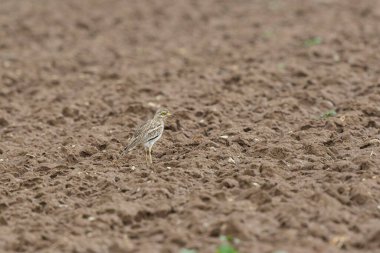 Avrupa taş kıvrımlı Burhinus Oedicnemus bir zeminde koşuyor