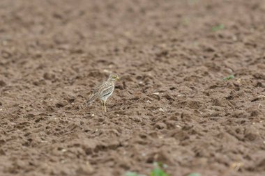 Avrupa taş kıvrımlı Burhinus Oedicnemus bir zeminde koşuyor