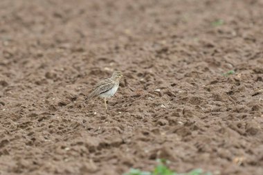 Avrupa taş kıvrımlı Burhinus Oedicnemus bir zeminde koşuyor