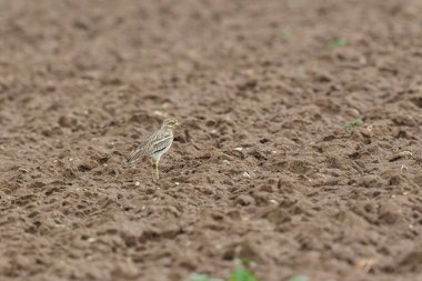 Avrupa taş kıvrımlı Burhinus Oedicnemus bir zeminde koşuyor