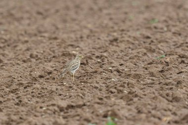 Avrupa taş kıvrımlı Burhinus Oedicnemus bir zeminde koşuyor