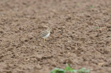 Avrupa taş kıvrımlı Burhinus Oedicnemus bir zeminde koşuyor
