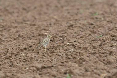 Avrupa taş kıvrımlı Burhinus Oedicnemus bir zeminde koşuyor