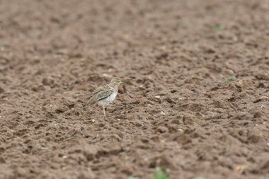 Avrupa taş kıvrımlı Burhinus Oedicnemus bir zeminde koşuyor