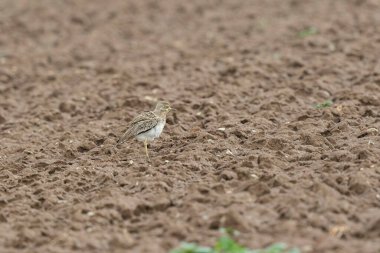 Avrupa taş kıvrımlı Burhinus Oedicnemus bir zeminde koşuyor