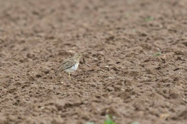 Avrupa taş kıvrımlı Burhinus Oedicnemus bir zeminde koşuyor