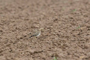 Avrupa taş kıvrımlı Burhinus Oedicnemus bir zeminde koşuyor