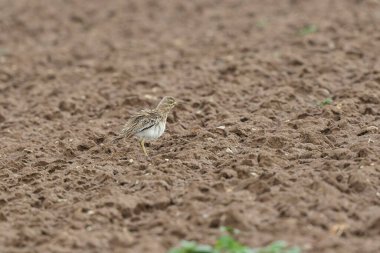 Avrupa taş kıvrımlı Burhinus Oedicnemus bir zeminde koşuyor