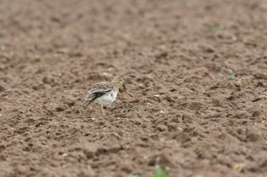 Avrupa taş kıvrımlı Burhinus Oedicnemus bir zeminde koşuyor