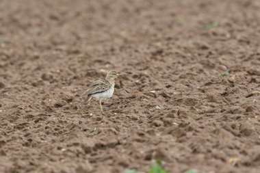Avrupa taş kıvrımlı Burhinus Oedicnemus bir zeminde koşuyor