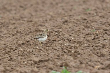 Avrupa taş kıvrımlı Burhinus Oedicnemus bir zeminde koşuyor