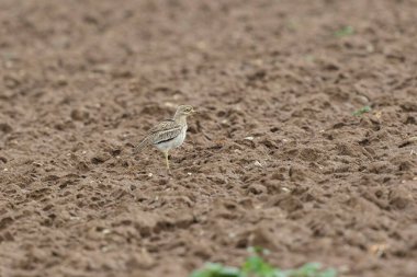 Avrupa taş kıvrımlı Burhinus Oedicnemus bir zeminde koşuyor