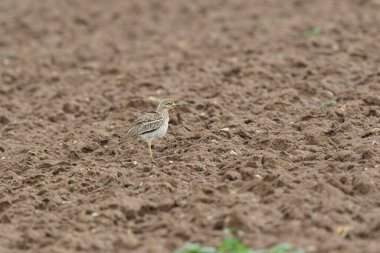 Avrupa taş kıvrımlı Burhinus Oedicnemus bir zeminde koşuyor