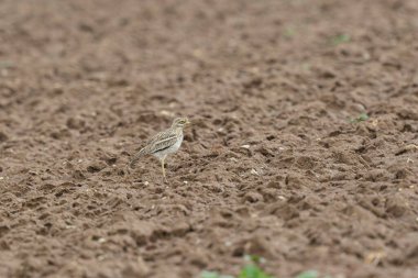 Avrupa taş kıvrımlı Burhinus Oedicnemus bir zeminde koşuyor