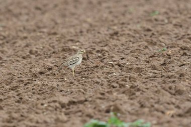 Avrupa taş kıvrımlı Burhinus Oedicnemus bir zeminde koşuyor