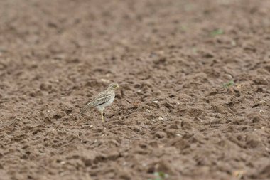 Avrupa taş kıvrımlı Burhinus Oedicnemus bir zeminde koşuyor
