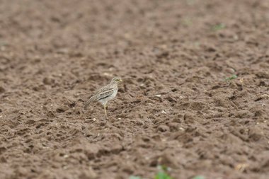 Avrupa taş kıvrımlı Burhinus Oedicnemus bir zeminde koşuyor