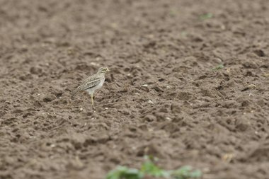 Avrupa taş kıvrımlı Burhinus Oedicnemus bir zeminde koşuyor