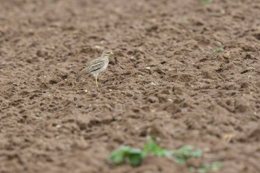 Avrupa taş kıvrımlı Burhinus Oedicnemus bir zeminde koşuyor