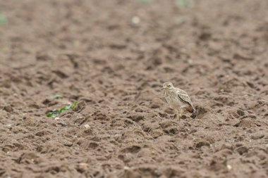 Avrupa taş kıvrımlı Burhinus Oedicnemus bir zeminde koşuyor