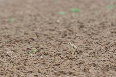 Avrupa taş kıvrımlı Burhinus Oedicnemus bir zeminde koşuyor