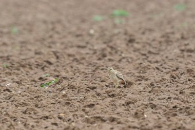 Avrupa taş kıvrımlı Burhinus Oedicnemus bir zeminde koşuyor